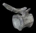 Hadrosaur Caudal Vertebrae With Process #62894-2